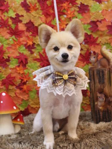 20241109ぽんずくん